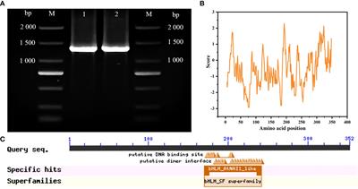 Characterization and transformation of the CabHLH18 gene from hot pepper to enhance waterlogging tolerance